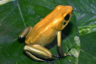 A Black Legged poison dart frog perched on a green leaf. The bright yellow-colored animal has darker limbs of a greenish hue.