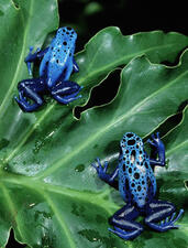 Two blue poison dart frogs on a green leaf. The animals have bright blue skin with black spots on their body trunks and heads, and dark blue limbs.