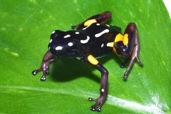 A dark-colored frog with bright yellow spots, perched on a green leaf.