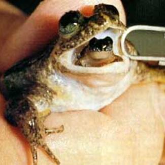 A Rheobatrachus silus frog giving birth held in a human hand. The olive-colored animal's mouth is open, with a froglet emerging from its throat. The frog has large eyes located to the front of its head, and a white throat and belly.