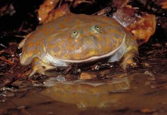 A frog with a flat brown body perched in wet brown soil.