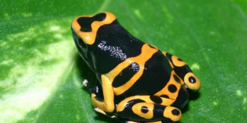 舞台FROGS 250px-FrogsSondheim.jpg