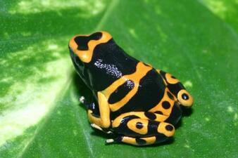 A poison dart frog with a black body with bright yellow markings, perched on a green leaf.