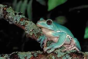 A green frog with a yellow throat and belly, perched on a branch.