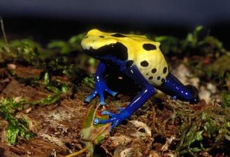 A frog with a dark belly and legs and a bright yellow back with dark spots, perched in forest detritus.
