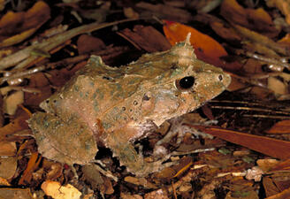 A small brown frog perched in brown forest detritus.