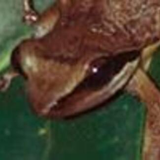 Brown frog on green leaf