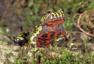 A frog with white and black markings on its head and back, and red and black markings on its throat and belly.