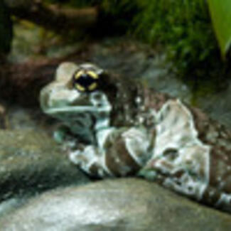 A frog with skin of dark and lighter patches, perched on a stone.