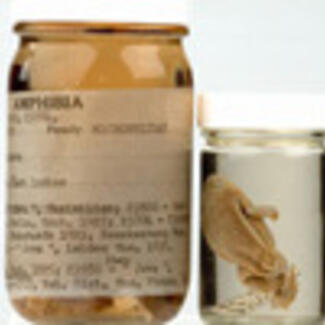 Two jars containing amphibian specimens.