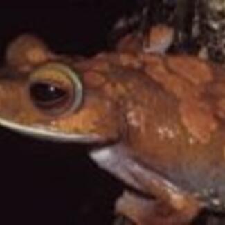 A small brown frog, the Boophis madagascariensis, on a branch.