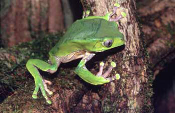 A small green frog with a yellow belly and long toes with yellow toe pads, perched on a brown tree branch.