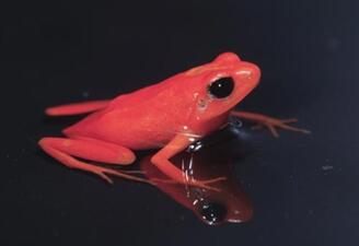 A small red frog with large dark eyes.