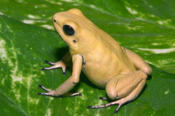 A yellow frog with large dark eyes, perched on a green leaf.