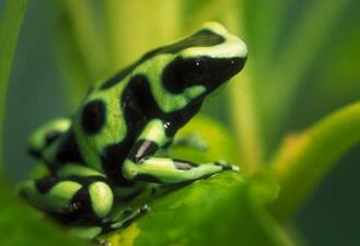 A frog with green and black markings on its trunk, head, and limbs, perched on a green leaf.