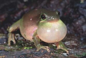 A small brown frog inflating its pale-colored vocal sac, and perched on brown soil.