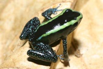 A small frog with a dark-colored body with two bright green lines that extend from its mouth, over each eye, and running the length of each dorsolateral ridge to the top of the thighs.