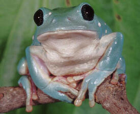 A small green frog with a pale-colored throat and belly, perched on a branch.