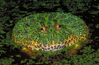 A green frog with a wide body and yellow belly partly submerged in water and camouflaging itself beneath bits of floating green debris.
