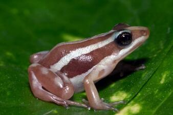 A side view of a small brown frog, perched on a green leaf, with pale-colored stripes running the length of its body from the mouth over each eye to the tops of the thighs and along the side of the belly.