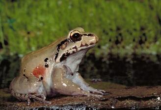 A pale green frog mottled with dark markings on its head and along the side of its body, perched in wet brown soil with green grass in the background.