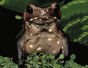 A brownish-green frog mottled with darker markings perched in green vegetation.