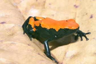 A frog with dark skin and a large area of bright orange color along its back.