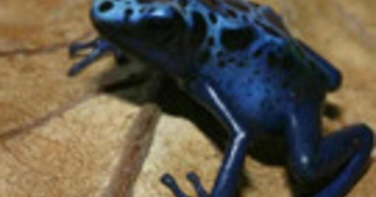 Adaptable Frog The Amazing Adaptable Frog | AMNH