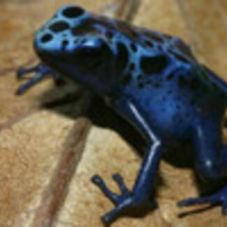 A poison dart frog with blue skin with black spots, sitting on a light brown leaf.