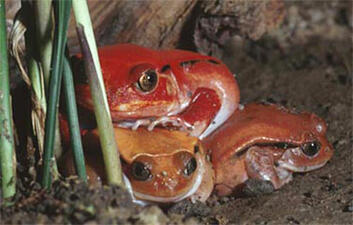 Three brown frogs in wet brown soil.