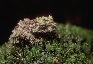 A Vietnamese mossy frog, with its nubby green and brown skin, camouflages itself on a mound of green moss.