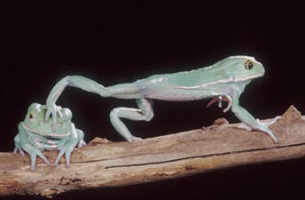 Two green frogs on a brown branch.