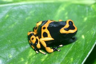 A poison dart frog with a black body with bright yellow markings, perched on a green leaf.