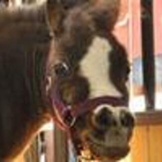 The head and neck of a horse in a bridle.