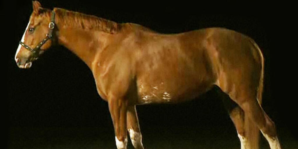 Horse Exhibition Amnh