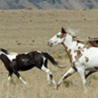Four horses running on an open range.
