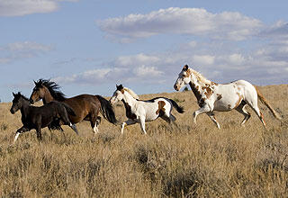 wild mustangs in the American West