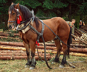 work horse