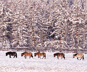 yakut horse