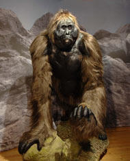 29-Gigantopithecus-model_me.jpg