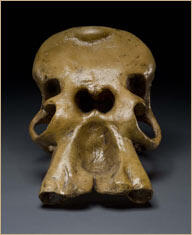 2Dwarf-elephant-skull_med.jpg