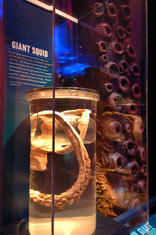 DF_070522_8664squid_med.jpg