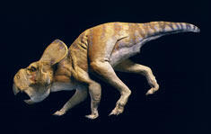 protoceratops-30907_med.jpg