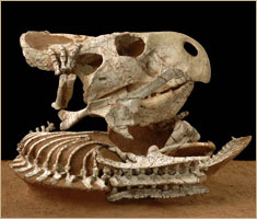 protoceratops_mick_med.jpg.jpg