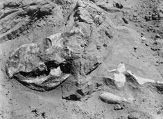 protoceratopsskull410737_me.jpg