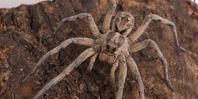 Wolf spider