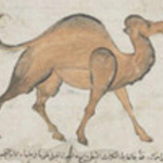 A drawing of a camel.