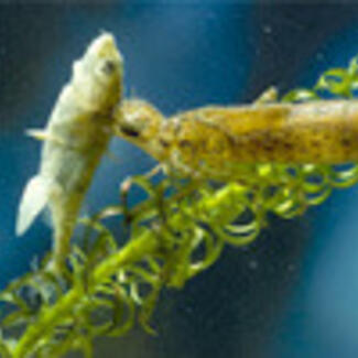 An underwater photo of a small fish  being attacked by a nymph-like animal near a plant