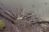 A group of wild crocodiles in muddy water.