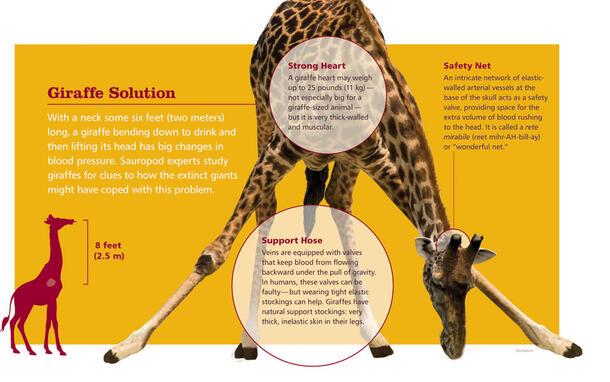 An info-graphic detailing the unique body structures of a giraffe.